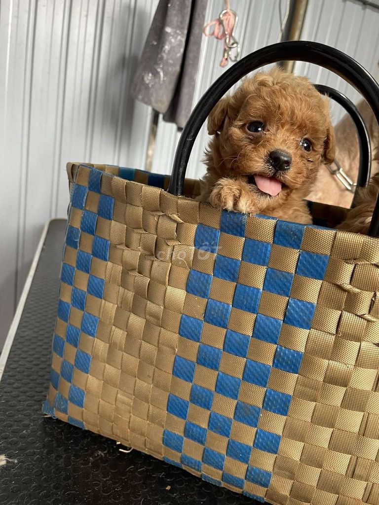 Chó Poodle đực 1.5 tháng đã tiêm. Mua bán Chó tại Huyện Krông Năng Đắk Lắk được đăng bởi Huyền Trang hình 1
