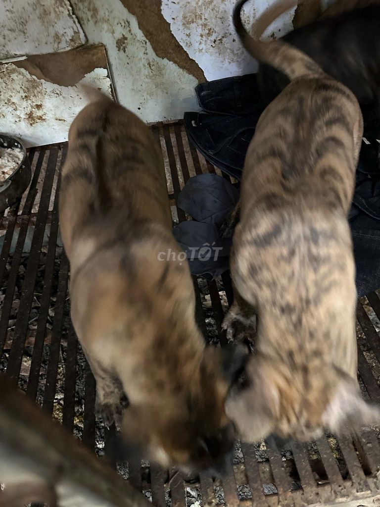 Chó Phú Quốc vằn vện đẹp – hơn 2 tháng. Mua bán Chó tại Quận Hoàng Mai Hà Nội được đăng bởi .,.,. hình 1