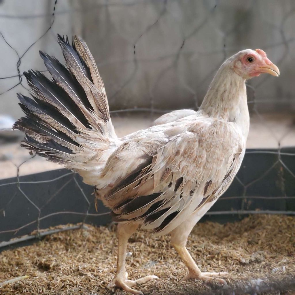 Mái tre rặc 1 máu 1k1. Mua bán Gà tại Huyện Phú Giáo Bình Dương được đăng bởi Chuyên Gà Hồ Tiến Vua hình 4