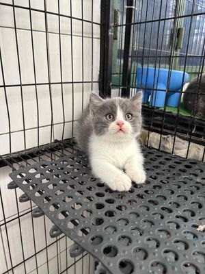 Mèo Bicolor cân chân lùn mũi hồng đực tìm bame