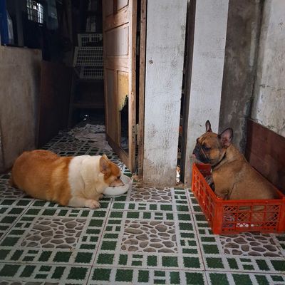 cần bán 2 bé Corgi và Bull pháp. Mua bán Chó tại Thành phố Bến Tre Bến Tre được đăng bởi Nguyễn Ngọc Thuấn