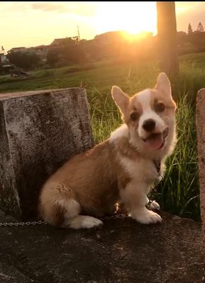 5 bé corgi 4 tháng. Ông Bà nhập. các bé không giấy. Mua bán Chó tại Huyện Thạch Thất Hà Nội được đăng bởi BHTH Hồng Tâm