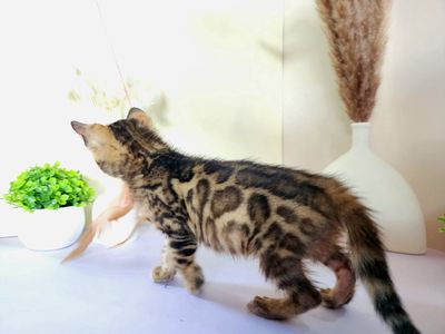 Mèo Bengal cái 2 tháng Vàng nâu đốm