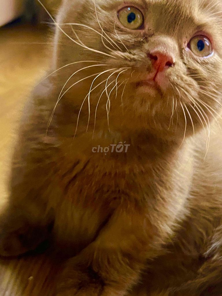 Mèo Munchkin Cinnamon full ticked. Mua bán Mèo tại Quận 3 Tp Hồ Chí Minh được đăng bởi Hoàng Oanh hình 1