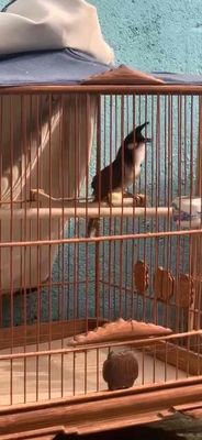 Chim chào mào 3 mùa lông mới siêu mẫu lân tê