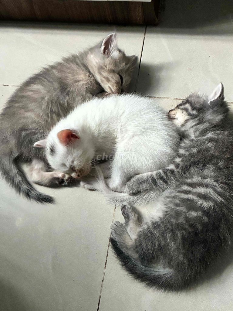 Mèo con ALN Giá Hời. Mua bán Mèo tại Quận Tân Bình Tp Hồ Chí Minh được đăng bởi Bùi Anh Thư hình 1