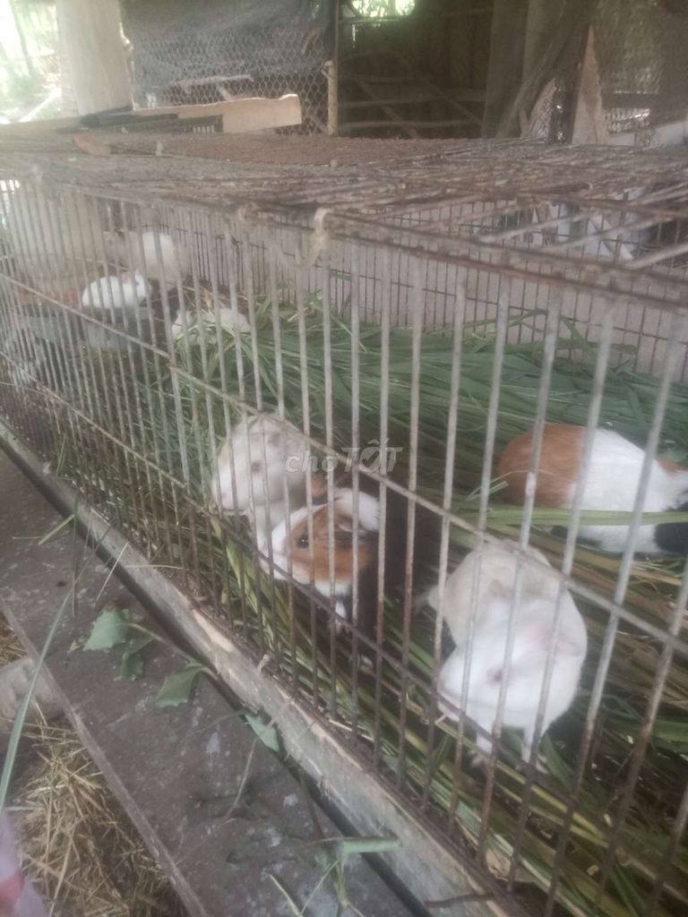 Bọ Việt 10 con Giồng Trôm. Mua bán Thú cưng khác tại Huyện Giồng Trôm Bến Tre được đăng bởi Nguyễn Xuân Phú hình 1