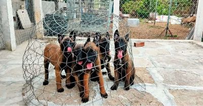 Rã đàn Chó Malinois Becgie Bỉ và Rottweiler con