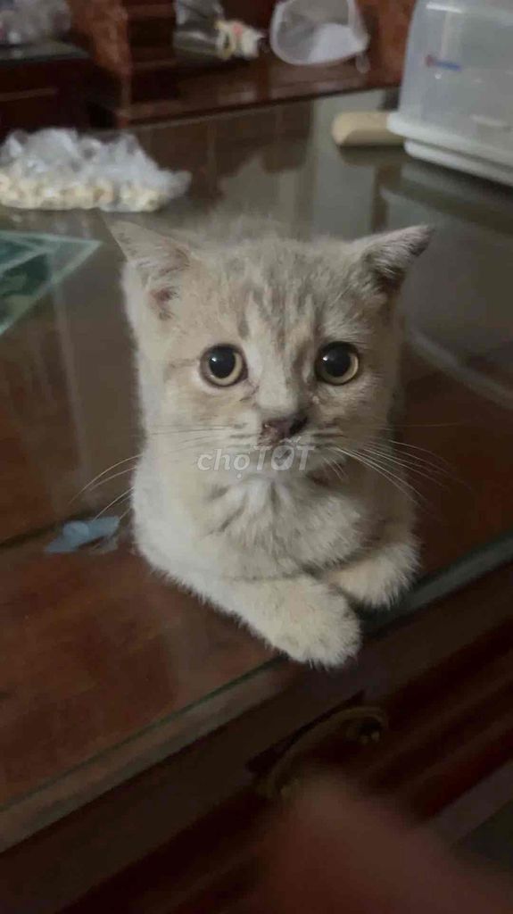 Mèo Anh lông ngắn đực. Mua bán Mèo tại Huyện Hoài Đức Hà Nội được đăng bởi Chi hình 1