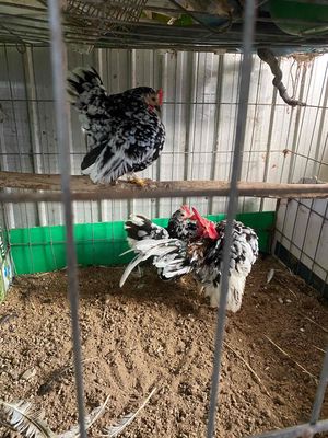 gà serama. Mua bán Gà tại Quận Ô Môn Cần Thơ được đăng bởi Thanh nguyễn