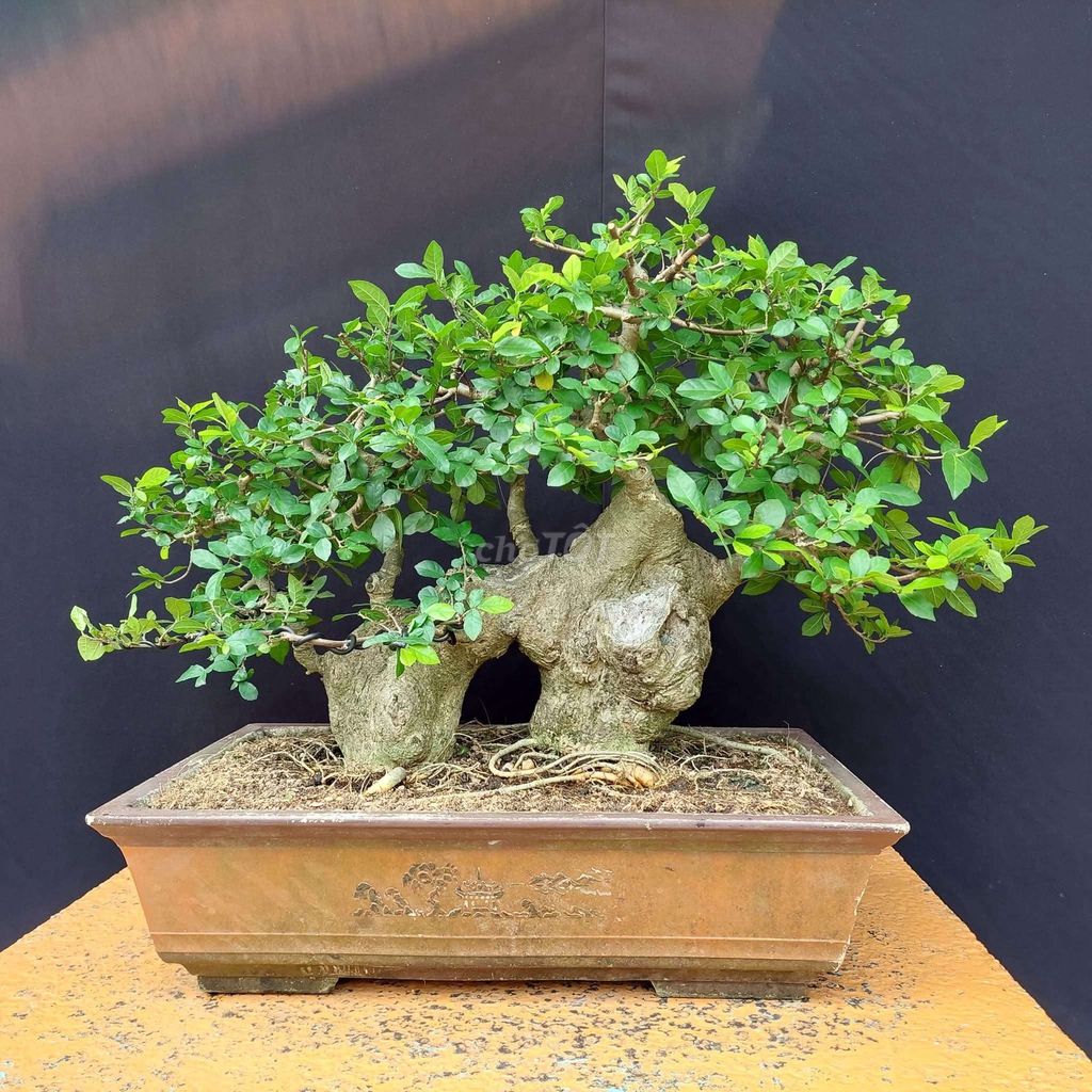 Cây duối Bonsai cổng làng. Mua bán Cây cảnh, đồ trang trí tại Quận Hải Châu Đà Nẵng được đăng bởi Trần Xuân Dương hình 1