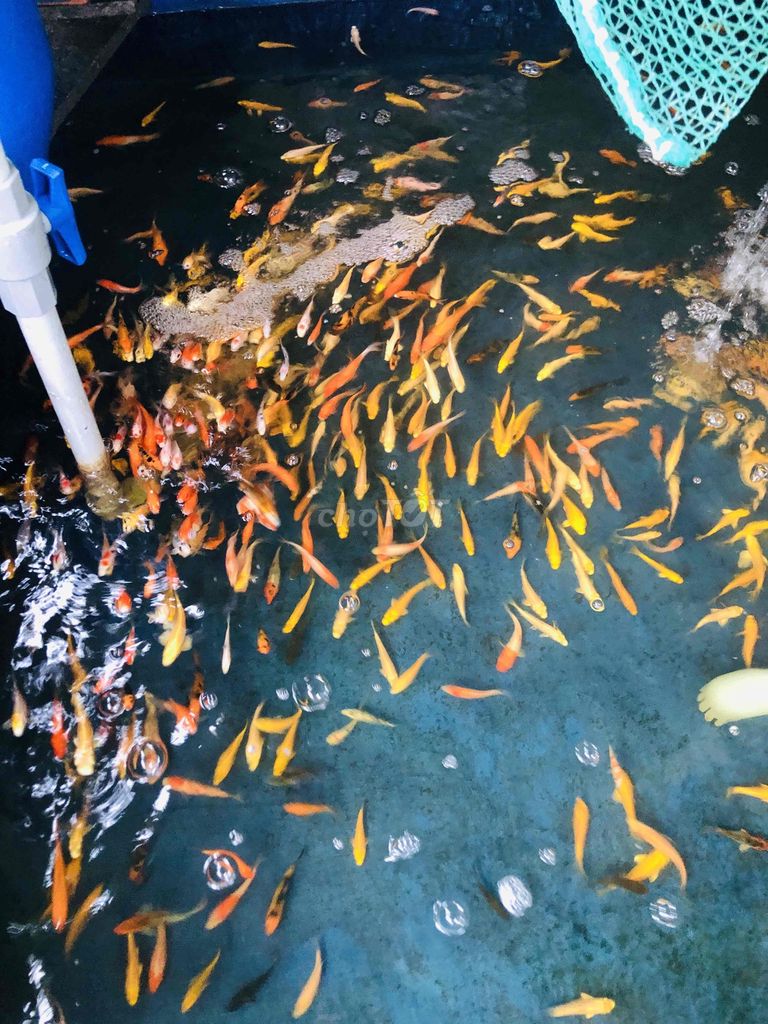 Koi F1 nhật size mini