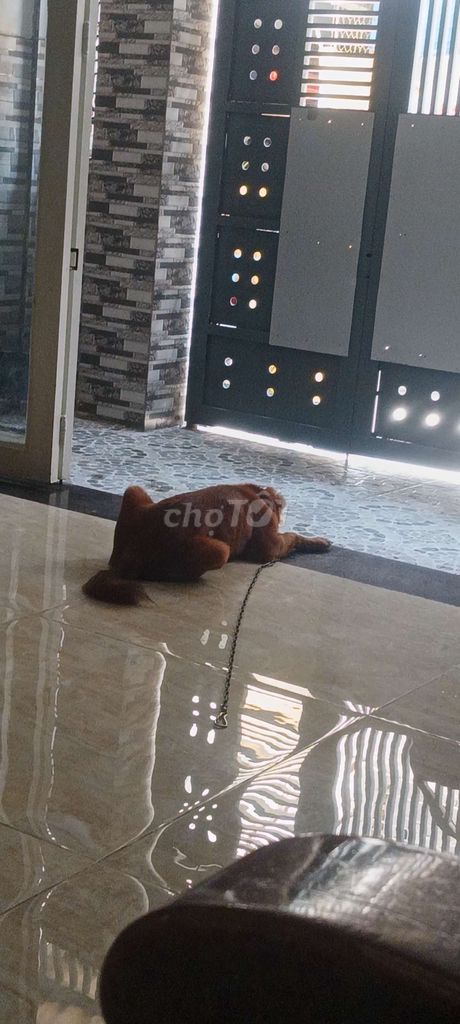 Chó cỏ 7 tháng tuổi. Mua bán Chó tại Quận Gò Vấp Tp Hồ Chí Minh được đăng bởi Nguyễn Minh Như Ngọc hình 1