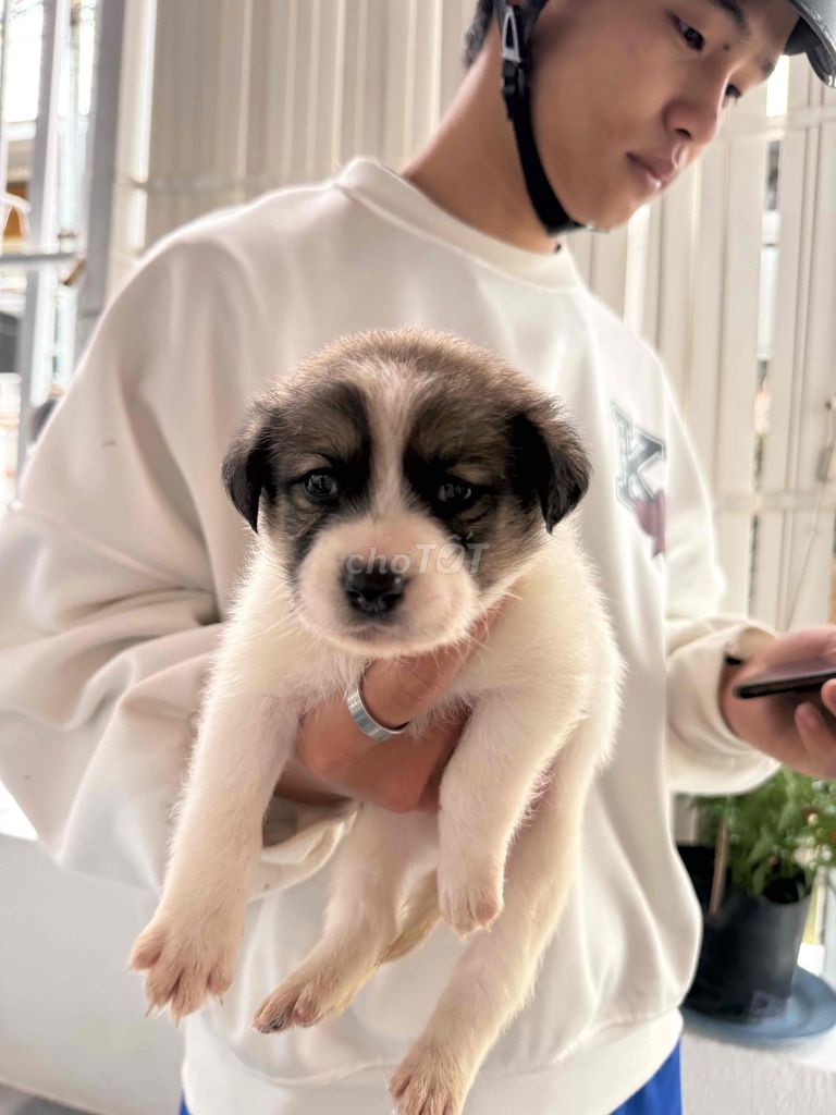 Chó Bò sữa con màu Đen trắng. Mua bán Chó tại Thành phố Đà Lạt Lâm Đồng được đăng bởi AiThuong PET SHOP hình 1