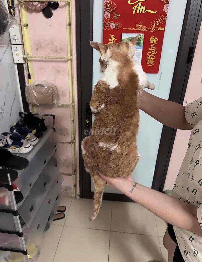 bé mèo lông xoăn cực thông minh. Mua bán Mèo tại Quận Ba Đình Hà Nội được đăng bởi Nguyễn Hoàng hình 3
