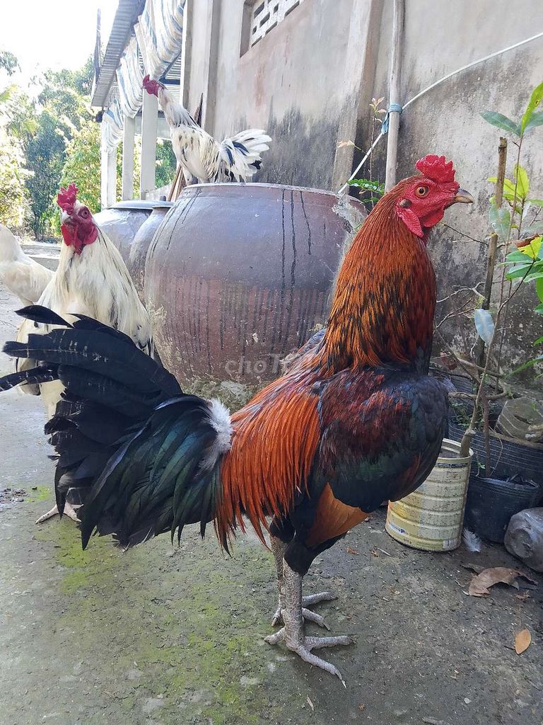 Gà U Minh Nâu đỏ 2.6kg. Mua bán Gà tại Huyện U Minh Cà Mau được đăng bởi ut  hình 1