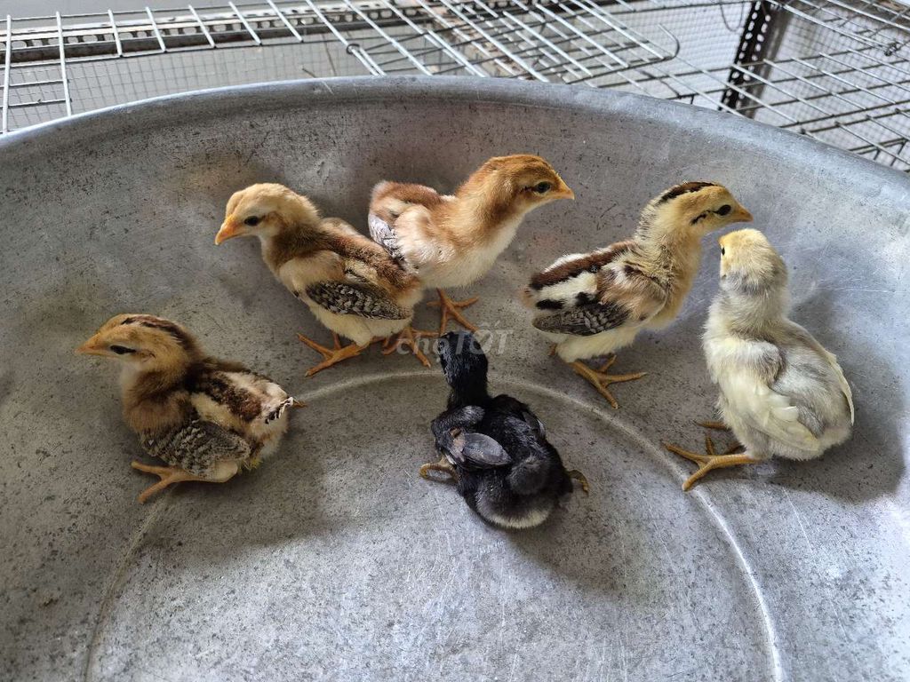 Gà nòi 15 ngày tuổi. Mua bán Gà tại Huyện Kế Sách Sóc Trăng được đăng bởi Giang Nguyen hình 1