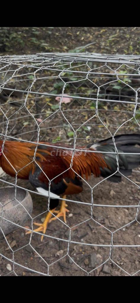 muon bán gà dieu siu ny chang 2kg8. Mua bán Gà tại Thành phố Thuận An Bình Dương được đăng bởi Phú Nè  hình 2