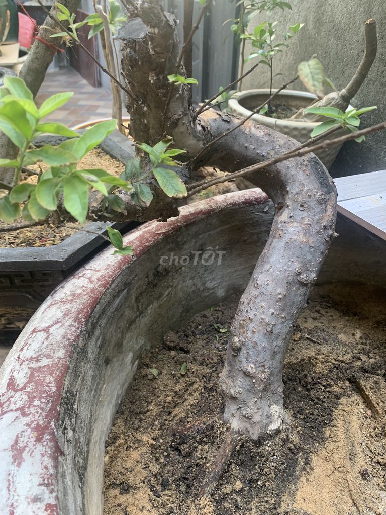 Cây cảnh Ổi sẻ trang trí nhà cửa. Mua bán Cây cảnh, đồ trang trí tại Quận Ngũ Hành Sơn Đà Nẵng được đăng bởi Ngochanh hình 1