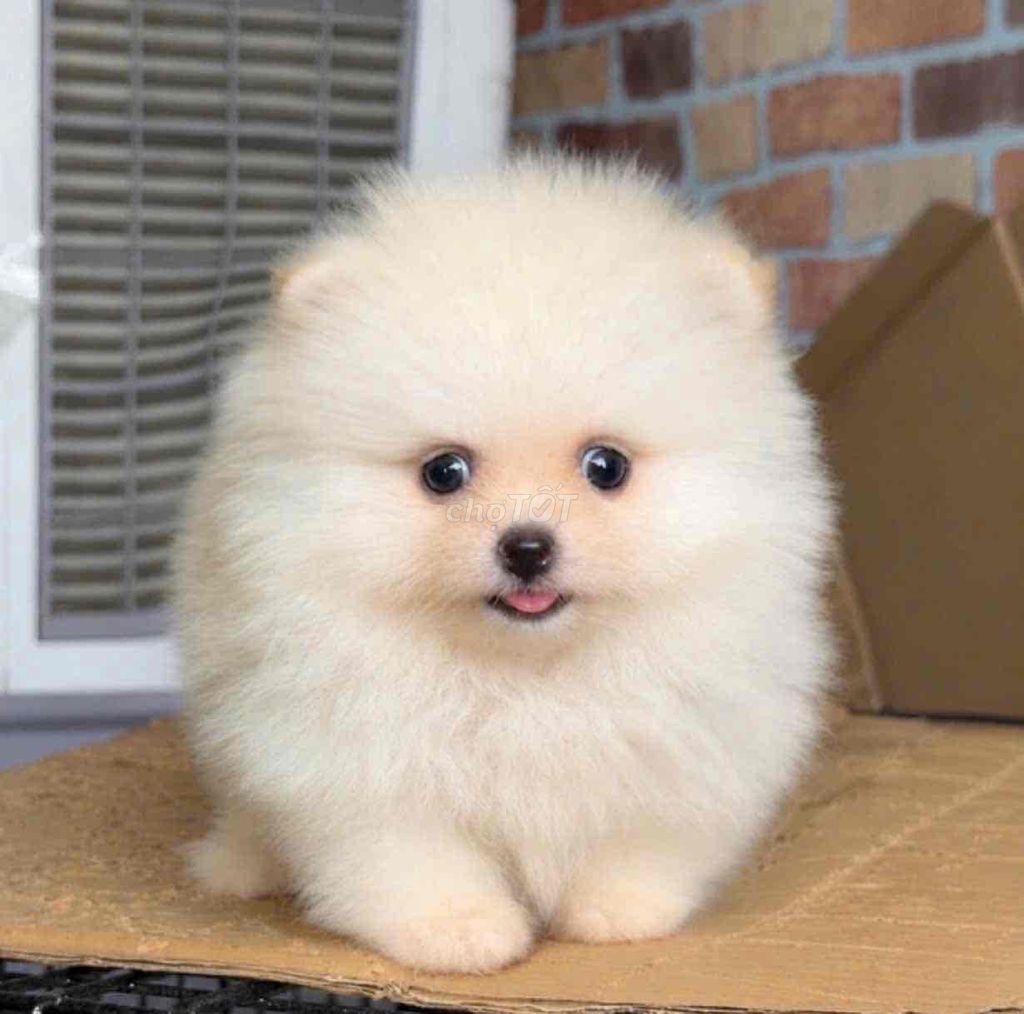 Chó Pomeranian trắng nhỏ năng động. Mua bán Chó tại Huyện Bình Chánh Tp Hồ Chí Minh được đăng bởi pom pet sài gòn hình 1