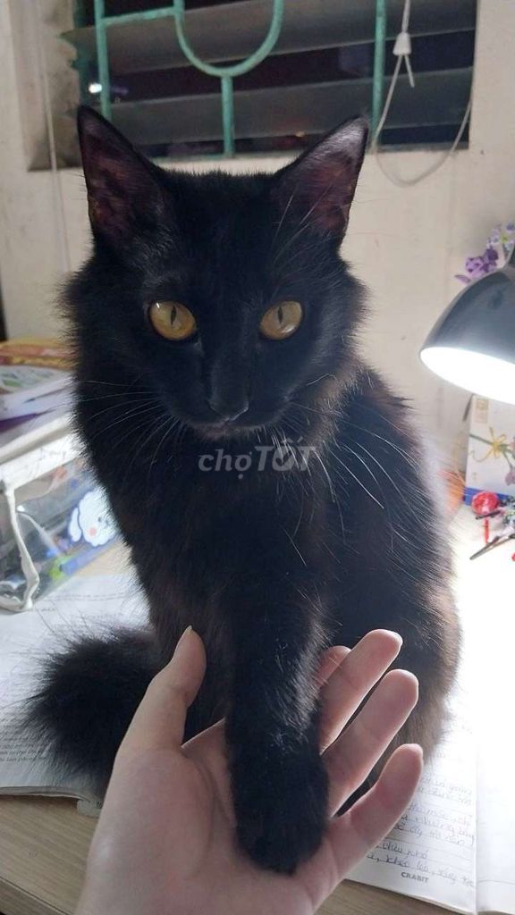 Mèo đen lai của Mèo Anh lông dài