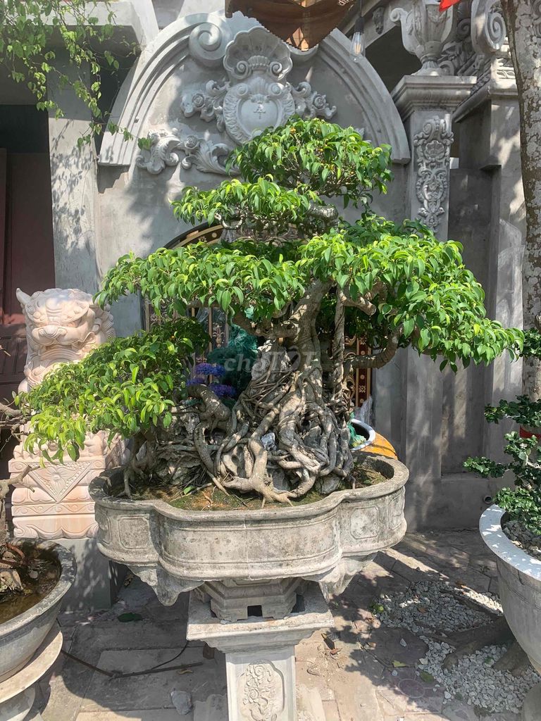Cây cảnh Bonsai. Mua bán Cây cảnh, đồ trang trí tại Quận Kiến An Hải Phòng được đăng bởi Cảnh Dương hình 1