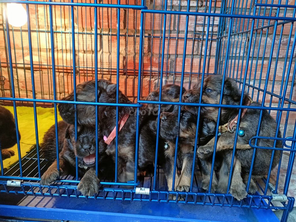 Cần rả các em bé chó. Mua bán Chó tại Huyện Cai Lậy Tiền Giang được đăng bởi Huy Nguyen hình 2