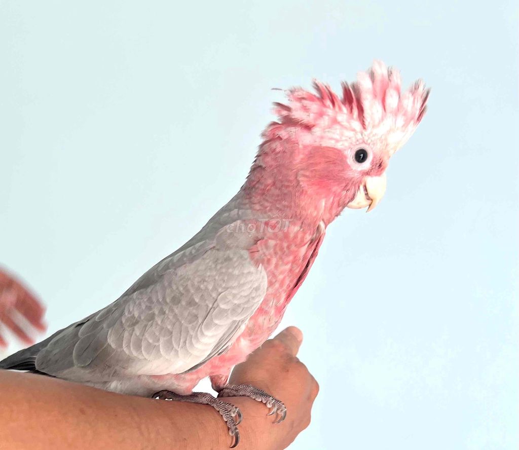 galah