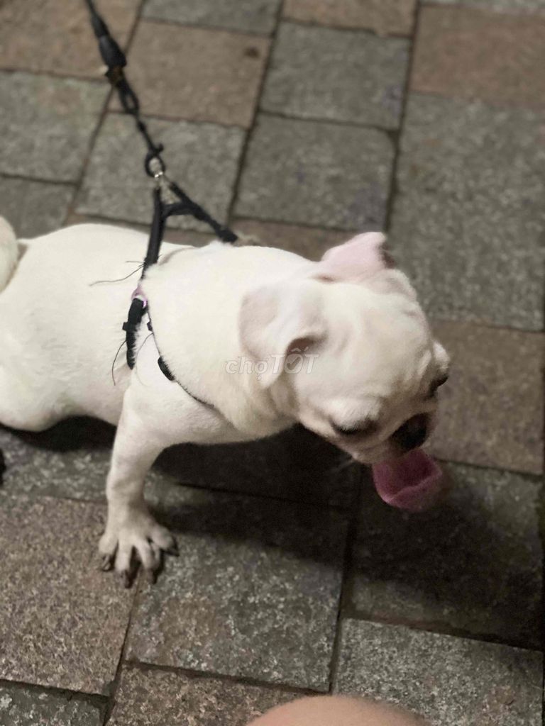 mình cần tùm nhà mới cho em ạ. Mua bán Chó tại Quận Hoàng Mai Hà Nội được đăng bởi Nguyễn Bình hình 2