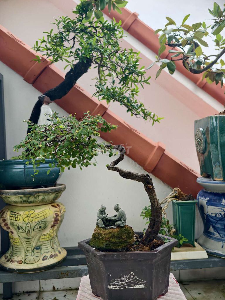 Cây cảnh bonsai Sơn Liễu chậu tàu. Mua bán Cây cảnh, đồ trang trí tại Quận Hải Châu Đà Nẵng được đăng bởi  Phúc hình 1