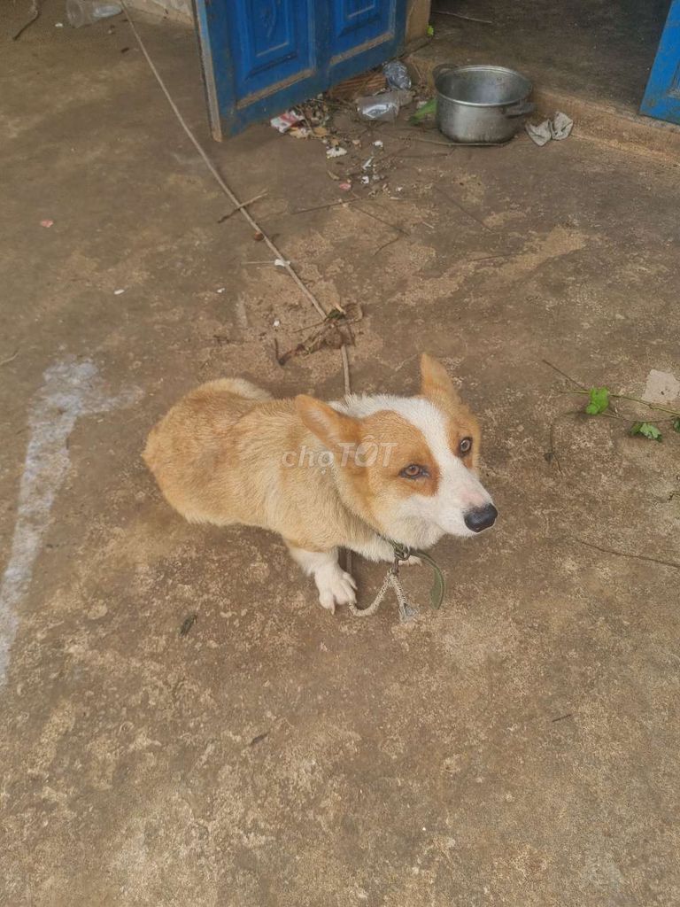 Chó Corgi Cái Vàng trắng Thuần chủng. Mua bán Chó tại Huyện Châu Đức Bà Rịa - Vũng Tàu được đăng bởi Hoàng Bảo Châu hình 1