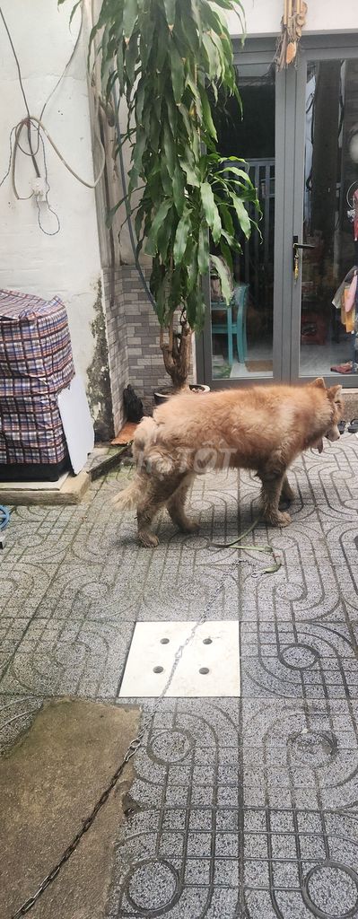 Chó Husky nâu vàng. Mua bán Chó tại Quận Gò Vấp Tp Hồ Chí Minh được đăng bởi Khải hình 1