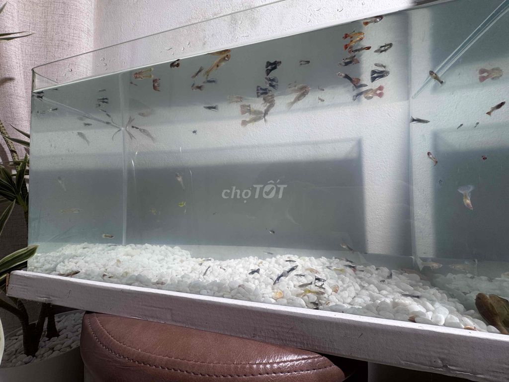 Bể cá cảnh Kính Trong suốt Cá bảy màu. Mua bán Phụ kiện, Thức ăn, Dịch vụ tại Quận Thanh Khê Đà Nẵng được đăng bởi Trang Nguyễn hình 1