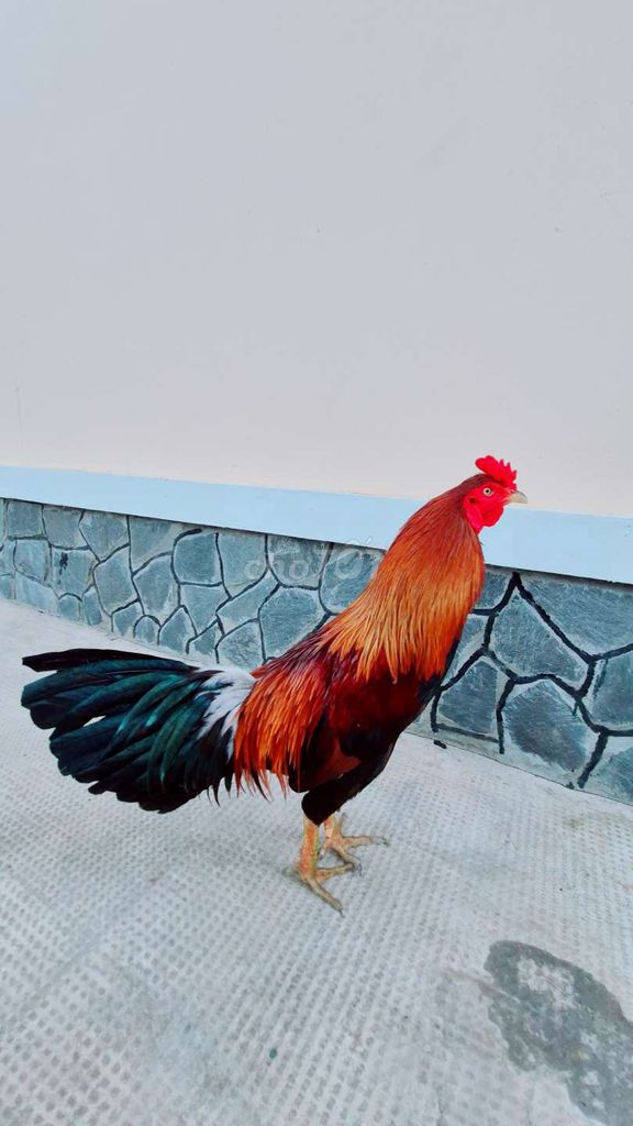Gà giống Đỏ Đen Xanh. Mua bán Gà tại Thị xã Bình Minh Vĩnh Long được đăng bởi VanSang mai hình 1