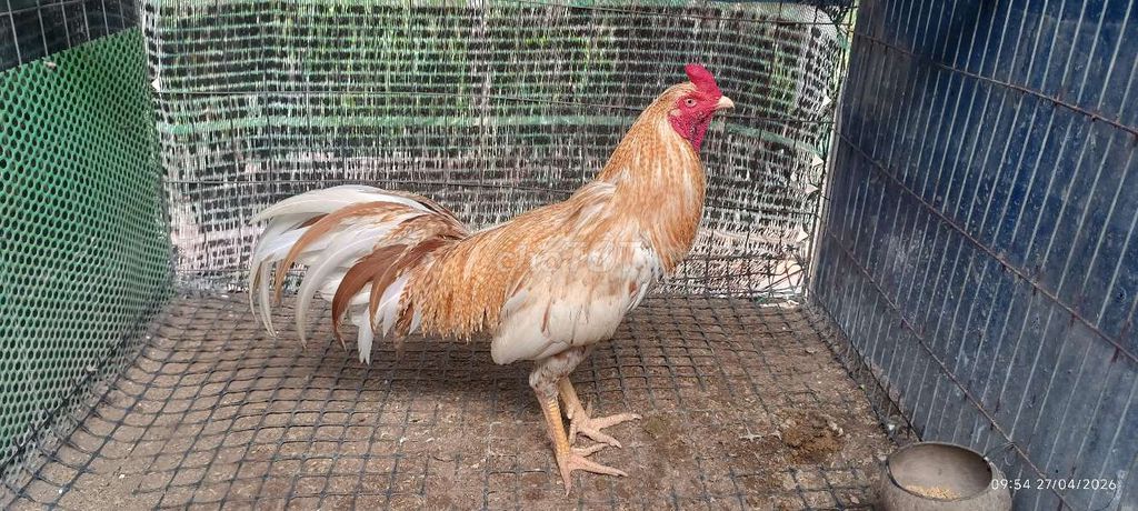 Gà chọi Cú Thái Mỹ trống 3.2kg vàng trắng. Mua bán Gà tại Huyện Cai Lậy Tiền Giang được đăng bởi Thịnh Cai Lậy Tiền Giang hình 1