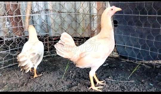 Mái khét sữa simon đẻ 1kg1. Mua bán Gà tại Huyện Củ Chi Tp Hồ Chí Minh được đăng bởi Đại Lý Gà Tre Củ Chi hình 1