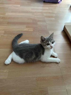 Mèo ALN Lilac bicolor