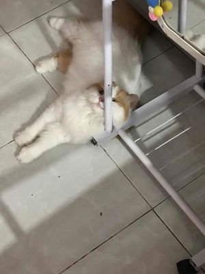 mèo anh lông dài+ màu cam trắng+ 15 tháng + 3,5kg