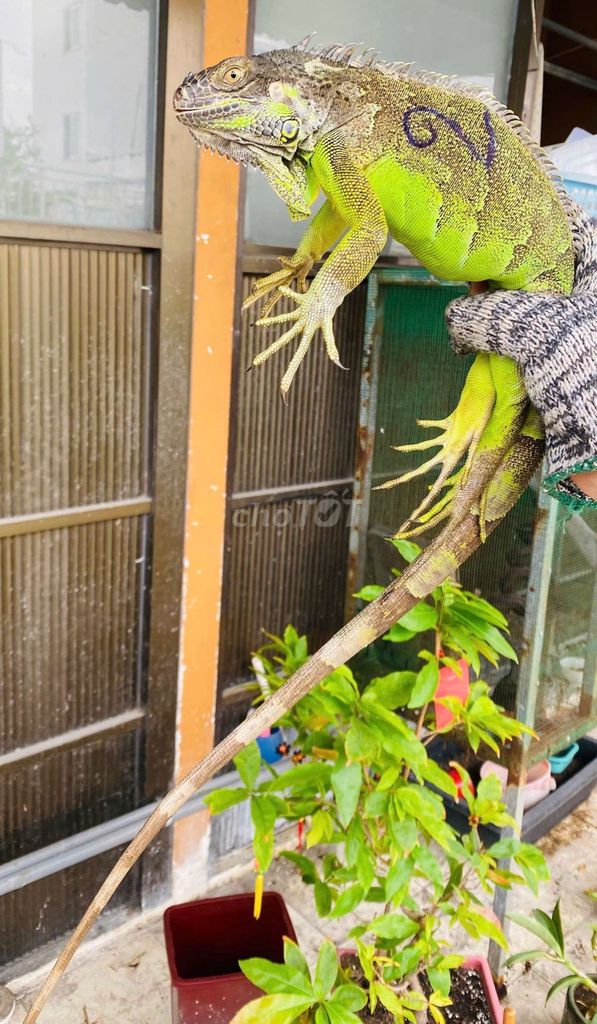 Ly thánh pet xanh to. Mua bán Thú cưng khác tại Quận 10 Tp Hồ Chí Minh được đăng bởi Trọng hình 1