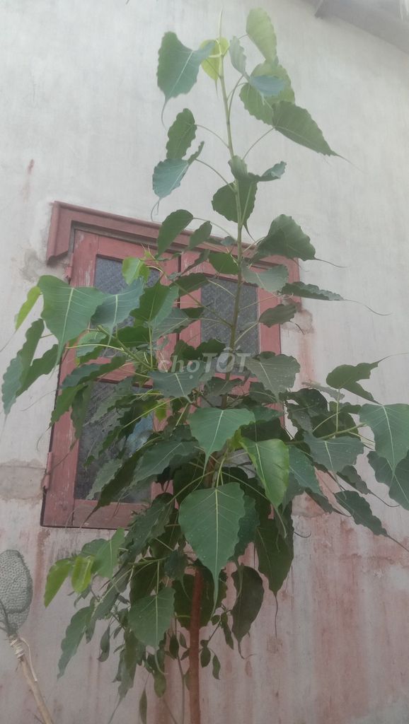 Cây bồ đề tự nhiên. Mua bán Cây cảnh, đồ trang trí tại Huyện Long Hồ Vĩnh Long được đăng bởi tran chi nhan hình 1