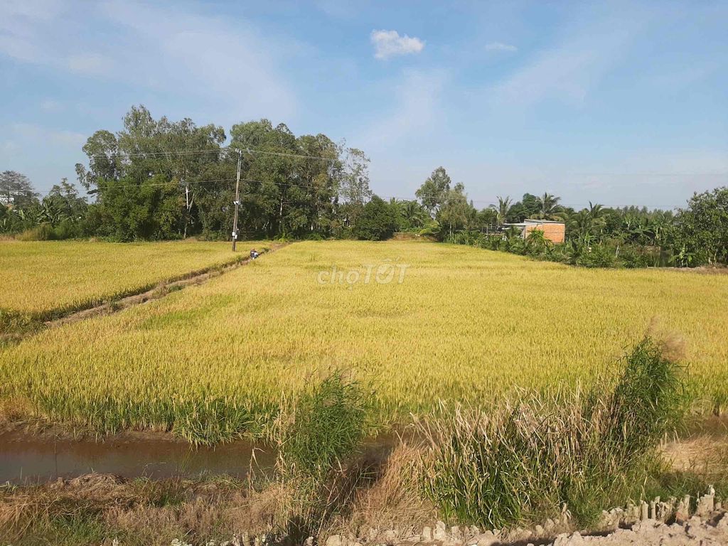 Đất Mặt Tiền TL845. Mua bán đất tại Huyện Tháp Mười Đồng Tháp được đăng bởi Phú Driver hình 1