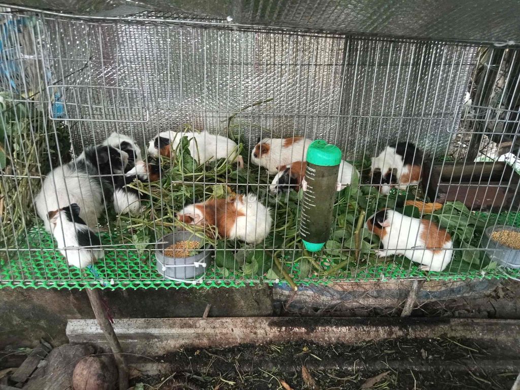 Bọ ú nhỏ nhiều màu. Mua bán Thú cưng khác tại Quận 5 Tp Hồ Chí Minh được đăng bởi Quỳnh Vy hình 1
