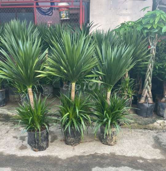 Cây💚 phát tài núi 💚siêu đẹp💚. Mua bán Cây cảnh, đồ trang trí tại Quận Gò Vấp Tp Hồ Chí Minh được đăng bởi Tô Kem  hình 1