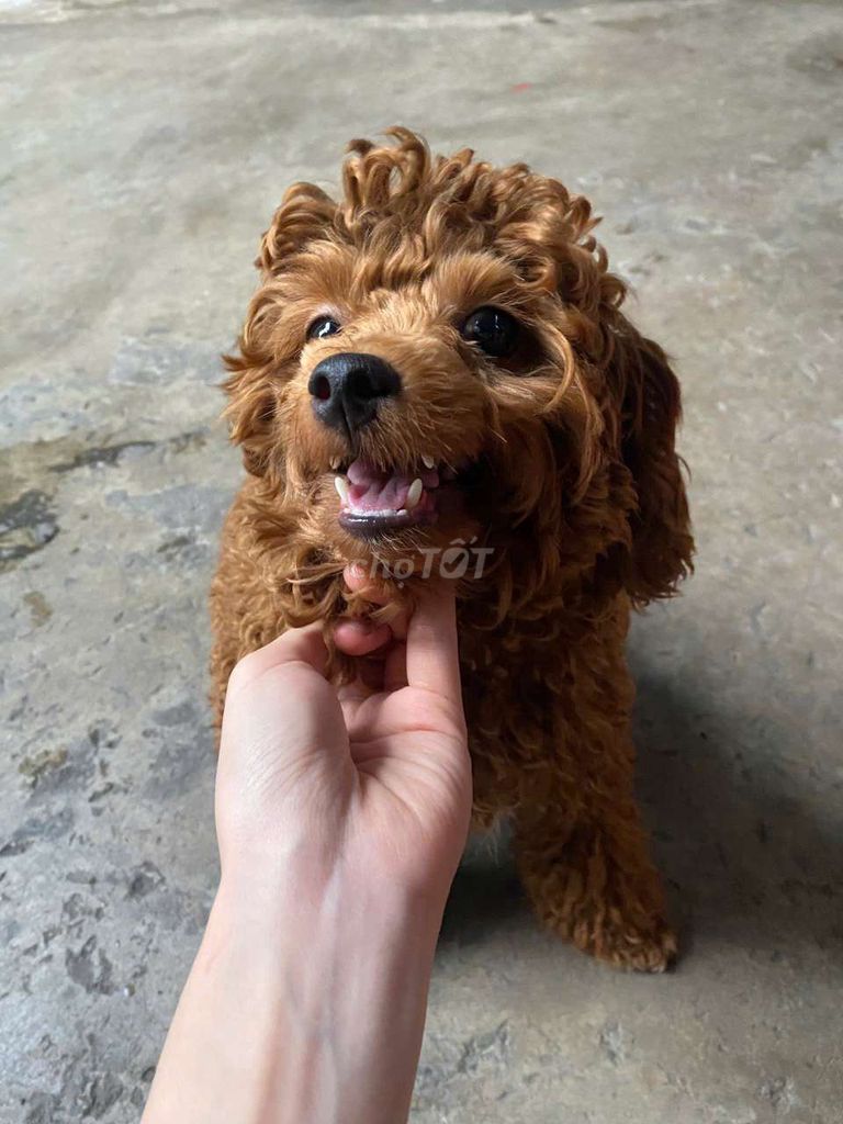 Chó Poodle cái lông xoăn. Mua bán Chó tại Thành phố Biên Hòa Đồng Nai được đăng bởi Hiếu Nguyễn hình 1