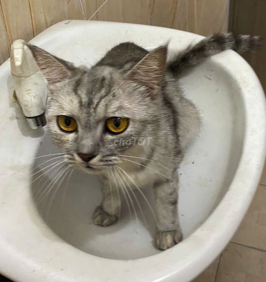 Mèo ALN Cái Silver tappy 1 năm. Mua bán Mèo tại Quận Phú Nhuận Tp Hồ Chí Minh được đăng bởi Minh Vũ Hoàng hình 1