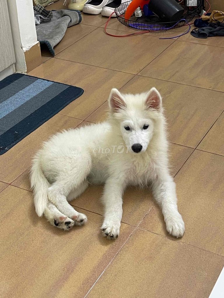 Chó Samoyed Đực Trắng Gần 3 tháng. Mua bán Chó tại Quận 12 Tp Hồ Chí Minh được đăng bởi Võ Nguyễn Gia Huy hình 1