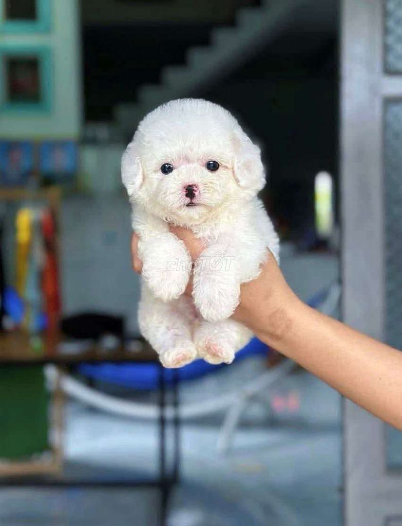 Đủ màu. Mua bán Chó tại Quận Bình Tân Tp Hồ Chí Minh được đăng bởi Mymy hình 1