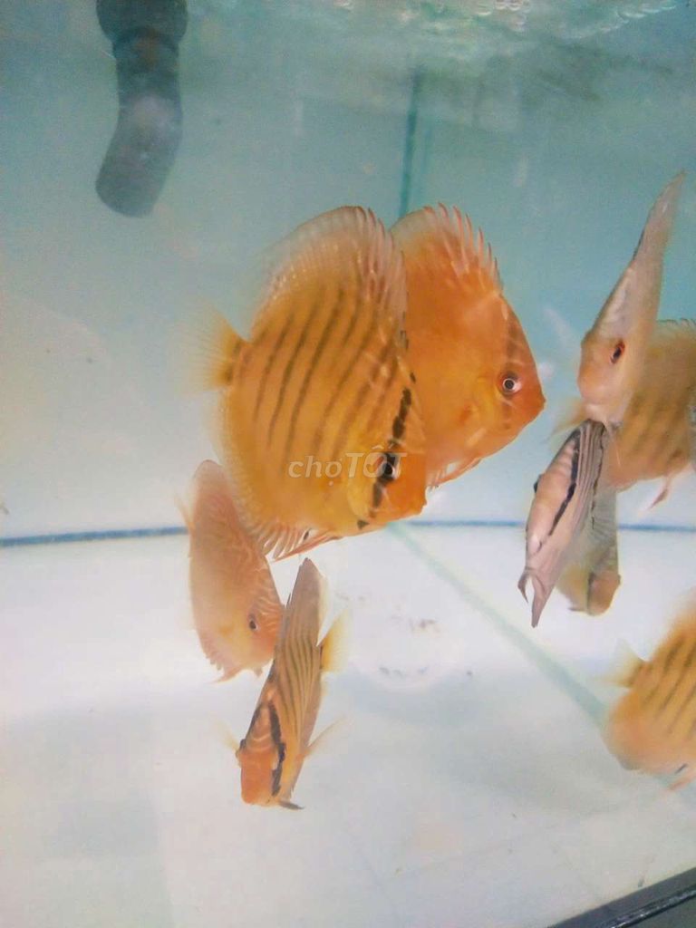 Cá dĩa Malboro Nâu Tròn. Mua bán Thú cưng khác tại Quận Tân Bình Tp Hồ Chí Minh được đăng bởi Cá dĩa Như Ý hình 1
