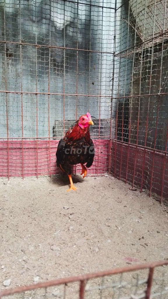 Gà tre bắc cộc tít Hà Nội. Mua bán Gà tại Huyện Đông Anh Hà Nội được đăng bởi Trại Gà Tre Gà Chọi Hà Nội hình 1