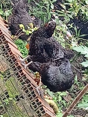 gà Indonesia. Mua bán Gà tại Thành phố Thủ Dầu Một Bình Dương được đăng bởi thợ sdh 